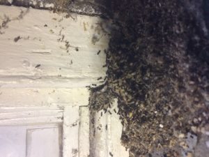 Termite invasion on the inside of home