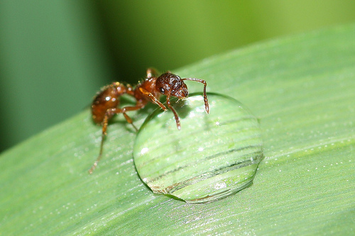 ant-pestcontrol