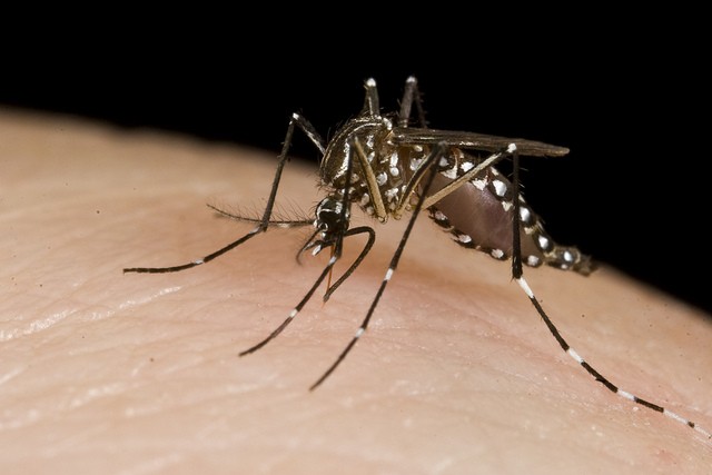 organic mosquito control miami-dade