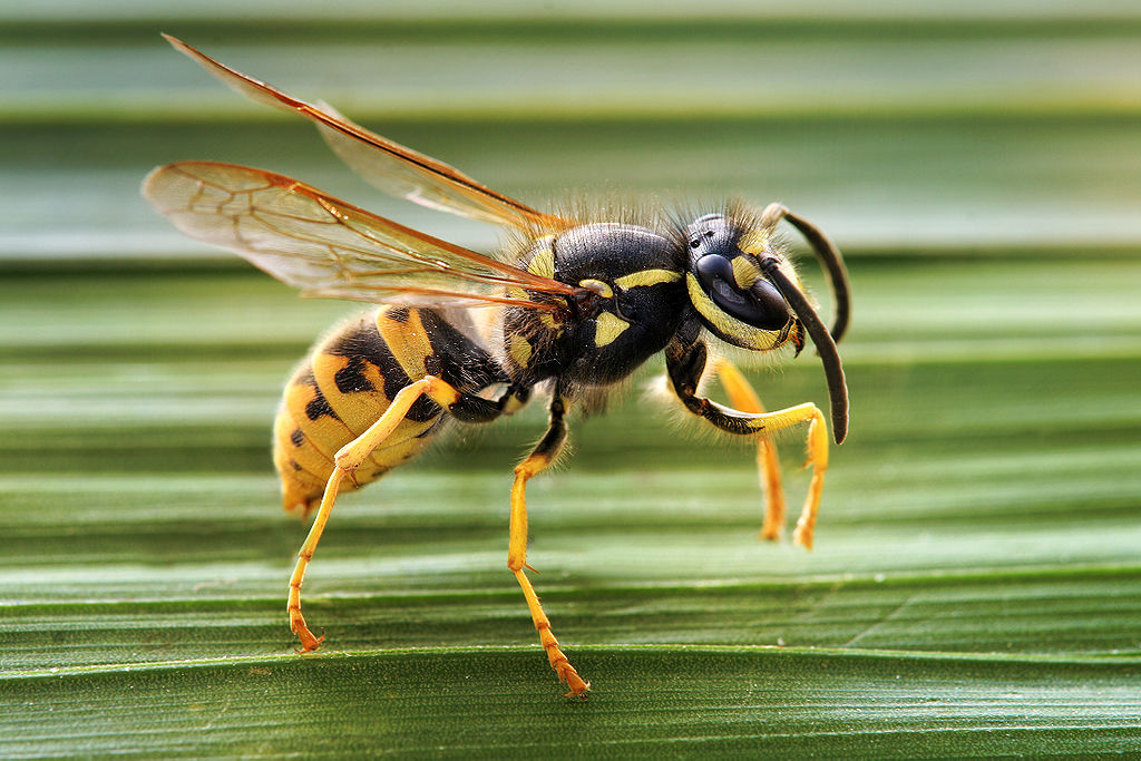 pest-control-wasp