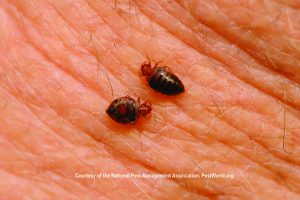 Picture of bed bugs on skin in Miami-Dade