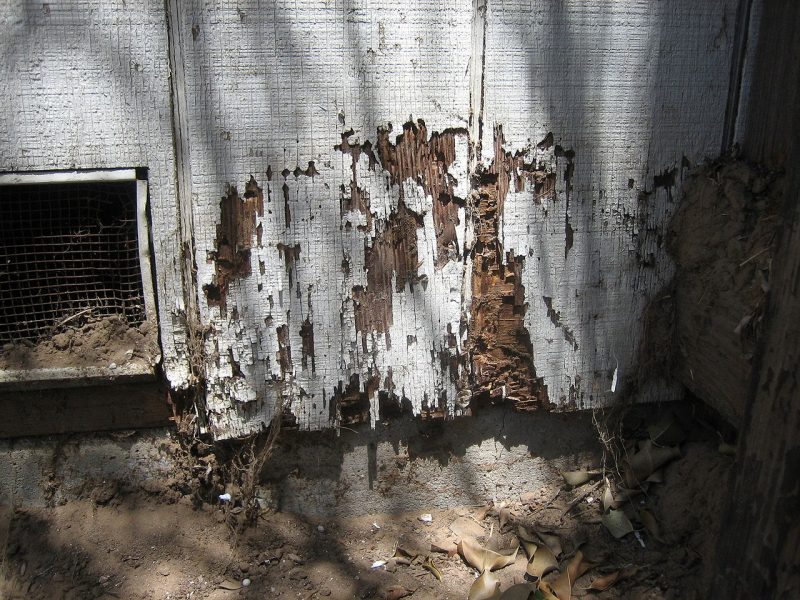 termites, termite damage, termites in home, termite infestation, I have termites what do I do, Rest Easy pest Control, Pest control services, Long Island NY, NYC, Rockland, Westchester, New York, Long Island, Pest Control, Exterminator, Brooklyn, Bronx, Staten Island, NY, exterminator, Nassau County, Suffolk County, bugs, bed bugs, organic pest control, organic exterminator, organic pest, Getting a termite infestation problem under control quickly, contact us, rest easy, pest control, exterminator, nyc, new york city, brooklyn, queens, nassau, suffolk, new york, rockland westchester, bed bugs, organic pest, Rest Easy pest Control, Pest control services, Long Island NY, NYC, Rockland, Westchester, New York, Long Island, Pest Control, Exterminator, Brooklyn, Bronx, Staten Island, NY, exterminator, Nassau County, Suffolk County, bugs, bed bugs, organic pest control, organic exterminator, organic pest, ants, ants persisting