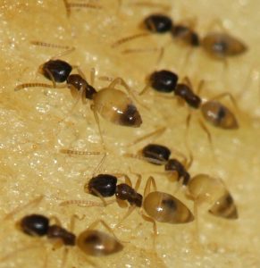 ghost ants eating